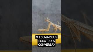 Louva-deus olhou quando escutou conversa