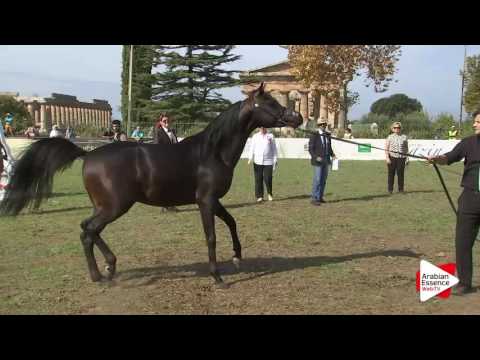 2016 - Italian National Championships - Colts 2 years (Class 2) - 3rd place: n°N.20 QS LEVANTE