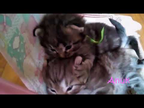 Tom Il Gigante Buono + Naìs = CUCCIOLE NFO 2017!