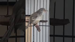 Download lagu Prenjak klik gacor mp3