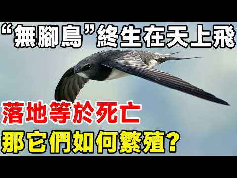 &ldquo;無腳鳥&rdquo;雨燕幾乎終生在天上飛，落地等於死亡，那它們如何繁殖？#科普頻道 #科普 #动物