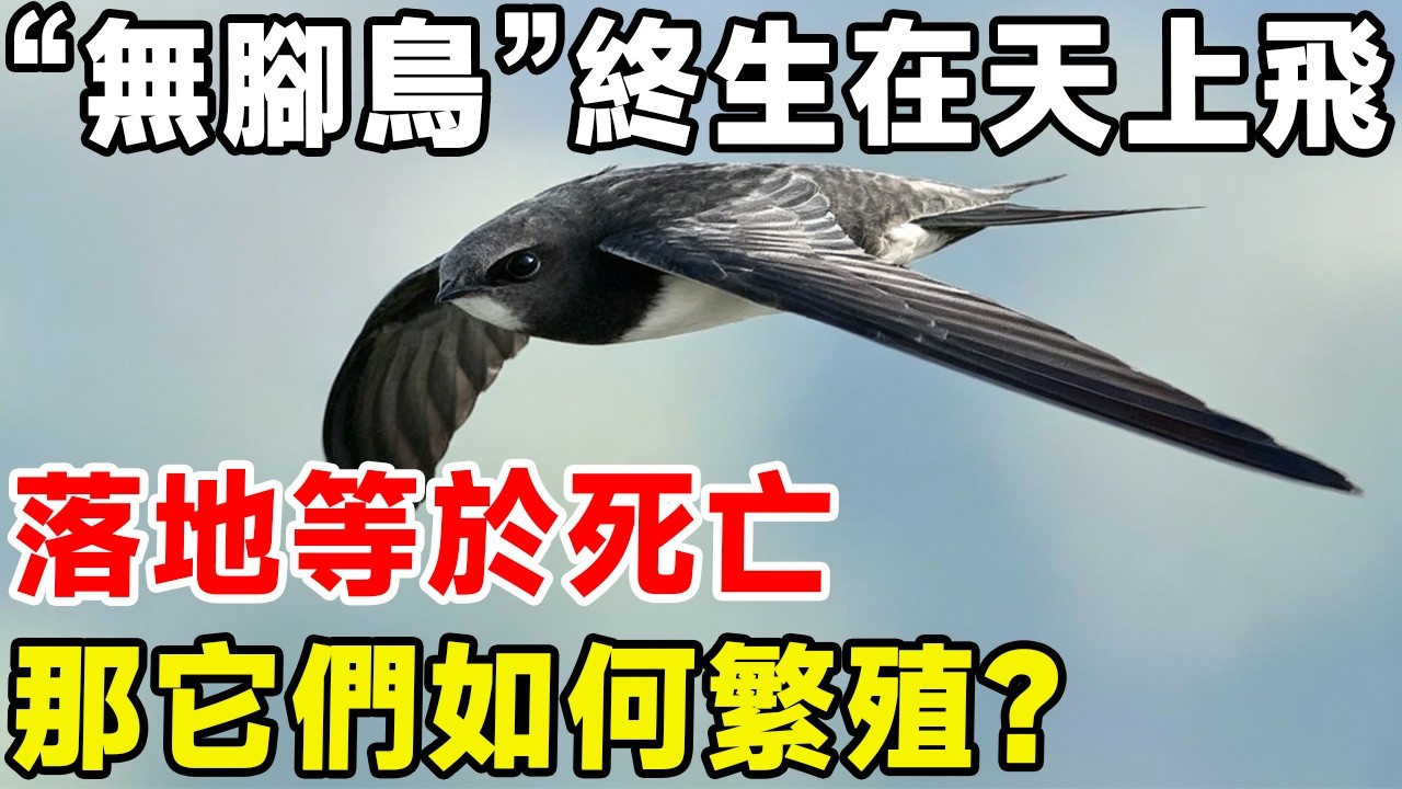 “無腳鳥”雨燕幾乎終生在天上飛，落地等於死亡，那它們如何繁殖？#科普頻道 #科普 #动物