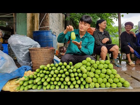 Harvesting chayote, cucumber, go to market to sell, forest life