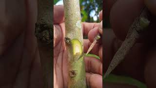 Download lagu Cara mudah sambung sisip tanaman jambu #sambungsisip #guavagrafting #grafting #okulasi #shortfeed mp3 Download lagu Cara mudah sambung sisip tanaman jambu #sambungsisip #guavagrafting #grafting #okulasi #shortfeed mp3