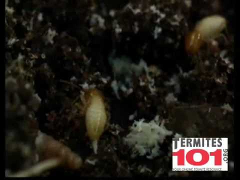 How to Protect Your Home from Termites