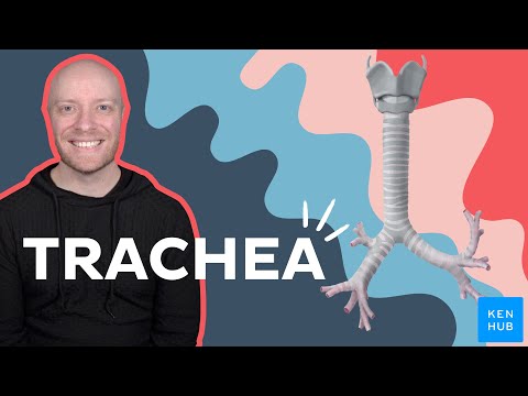 Anatomy & function of the trachea | Kenhub