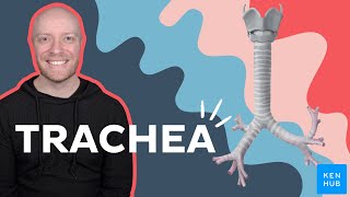 Anatomy & function of the trachea | Kenhub