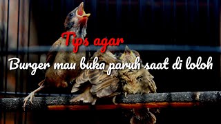 Download lagu cara merawat anakan burung gereja yang tidak mau buka paruh || agar tetep jinak || cepet bunyi mp3
