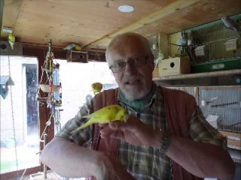 2013 06 24 Taschenvogel Igor für Thomas aus Berlin