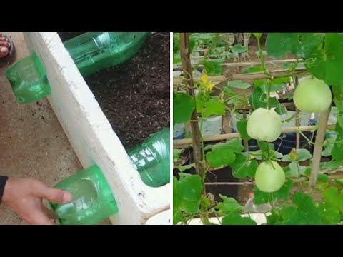 How To Grow Honeydew Melon At Home: Home Gardening Mastery - Farm Food Family