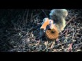Ice Age 2 Scrat And The Bird