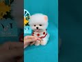 So cute pomeranian puppy😍#animals #baby #shorts #viraltiktok #tiktok #dogs #cuteanimals #cutedog - Animals World So cute pomeranian puppy😍#animals #baby #shorts #viraltiktok #tiktok #dogs #cuteanimals #cutedog