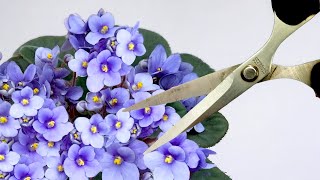 Haben Sie keine Angst davor! So erneuern Sie eine Veilchen für eine neue Blüte