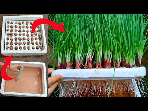 image-How to grow spring onions hydroponically? 