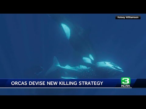 New images show how orcas hunt whale sharks