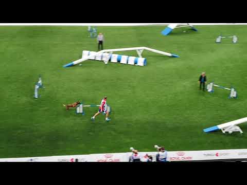 KONDOR Miroslav Tomic Large Agility AWC 2019