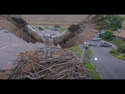 Iris The Osprey Swoops Onto Hellgate Nest As Fall Migration Approaches – Sept. 8, 2025