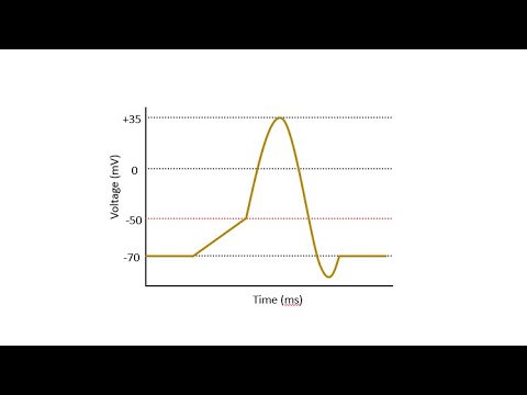 Electromyography (EMG) Overview