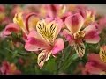 How to Grow Alstroemeria - Astromelia Flower -  English Subtitles - TvAgro por Juan Gonzalo Angel