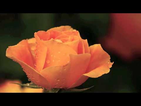 Romina Basso -  Handel: Rodelinda, "Dove sei, amato bene?"