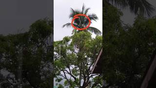 Download lagu #sirenhead mp3 Download lagu #sirenhead mp3