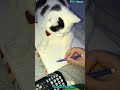 Stupid Cat Moment Shorts Funny Short Tiktok Trending Trend Cat Dog Viral Status Youtube Whatsapp New