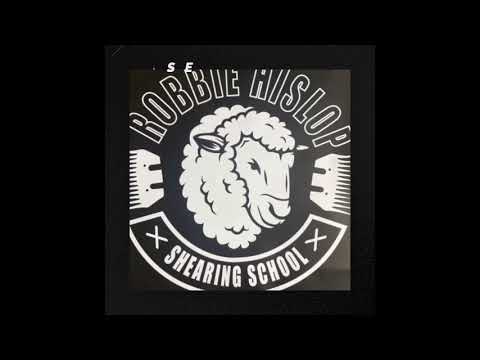 Shearing school the belly (how to shear sheep)