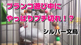 ブランコ遊びが激しい【シルバー文鳥リーフ】