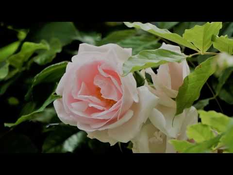 Dilbèr Yunus - Séni Esleymen (Bulbullar)