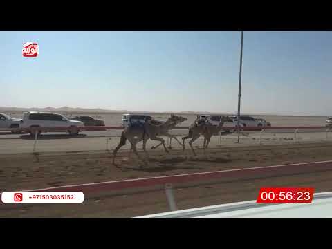 ش 4 (شاهين) لـ متعب سعيد بن متعب العفاري 2:17:34 , شارة الصندوق 2026/2/14 فطامين الوقن