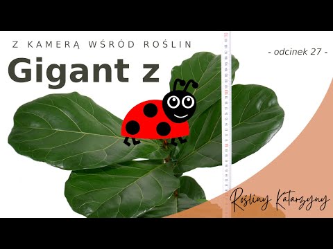 GIGANT 🌱 z Biedronki 🐞 przesadzam Fikusa Dębolistnego - 🪴 ZKWR 27