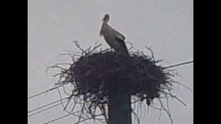 preview picture of video 'Megjöttek a gólyák és szúnyogok, fészek építés, stork nest, nidus, mosquito'