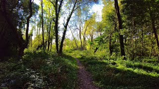 10 Minutes Relax - Path through bushes and trees in the wind in the forest 🌳🍃