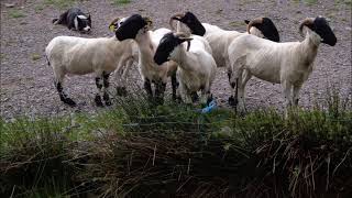 Nathan Carter - Galway Bay