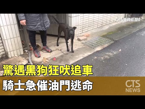 驚遇黑狗狂吠追車　騎士急催油門逃命