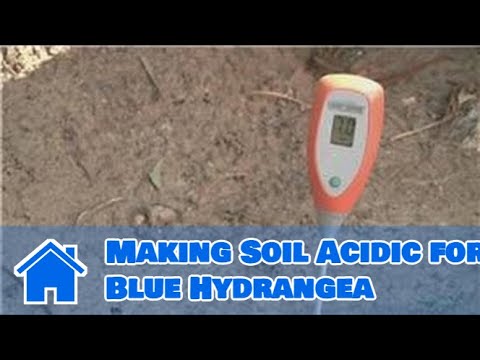download lagu mp3 mp4 Do Blue Hydrangeas Need Acidic Soil, download lagu Do Blue Hydrangeas Need Acidic Soil gratis, unduh video klip Do Blue Hydrangeas Need Acidic Soil