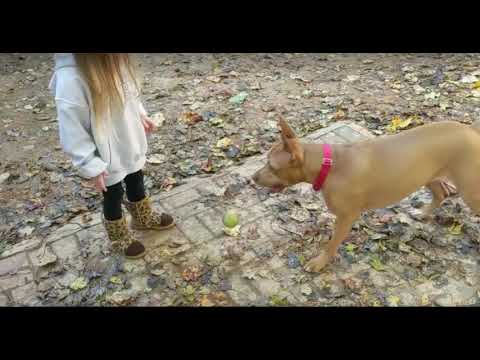 Fernanda, an adoptable Pit Bull Terrier Mix in Alpharetta, GA_image-1