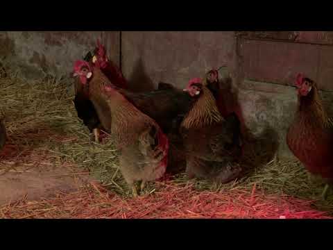 Dyrene på gården: høne