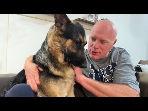 Un berger allemand s'est mis en colère quand son père a caressé un autre chien | funny dog 2023