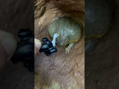 OMG!😱 Giant Frog Got Mad at Bombombini Gussini 🤭👉🪿💣 #shorts #frog #funny