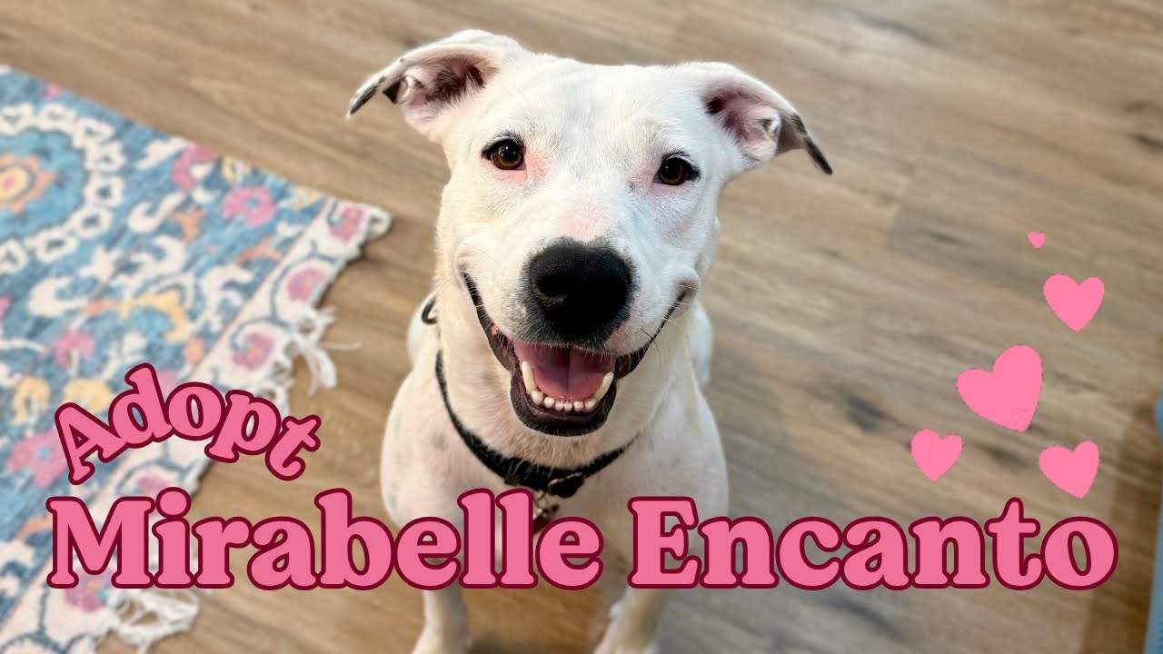 Enlarge Mirabelle Encanto With The Sweet Smile, a Adoptable mixed breed in Friendswood, TX video 6/6