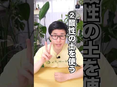 ワイルドブルーベリー 植物