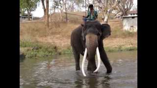 preview picture of video 'Big Indian elephants in the Mudumalai National Park'