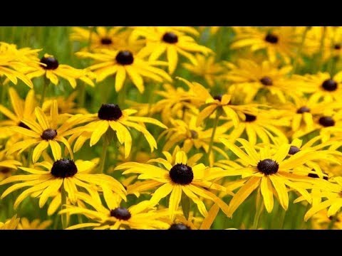 Люцина ХВОРОСТ - Посередині серпня (слова Лариси ВИРОВЕЦЬ) (2013)