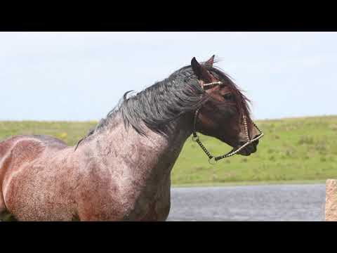 LOTE 01 QUILERO TERO REAL