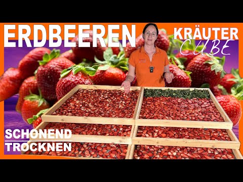 Erdbeeren 🍓 | Erdbeeren selber trocknen | einfach mit Kräutercube trocknen #erdbeeren #ernährung