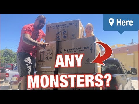 *UNBOXING* LIVE TROPICAL FISH!! From the AMAZON