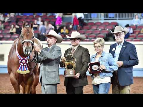 2017 AQHA 3-Year-Old Geldings
