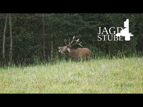 Hirschbrunft 2017 - Masuren - Wolfsschanze