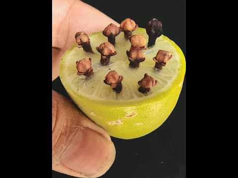 How To Grow Clove Plant At Home | How To Grow Clove Plant From Seed | How to germinate Clove